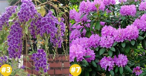 18 Purple Flowering Shrubs That'll Beautify Your Garden - DIY & Crafts