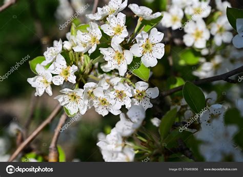 Apple Tree White Beautiful Flowers Close Spring Concept — Stock Photo ...