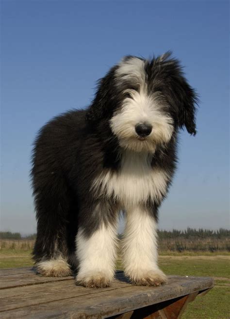 Bearded Collie - Bearded Collie - Dog Breeds | Bearded collie puppies, Collie puppies, Bearded ...