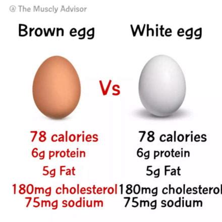 Brown Eggs Vs White Eggs - Which Is Healthier? | The Muscly Advisor