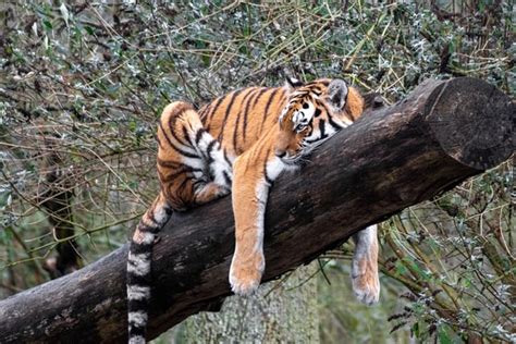 Wildlife in Nepal