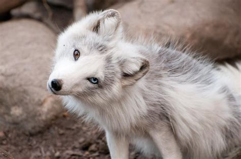 Cute arctic fox : aww