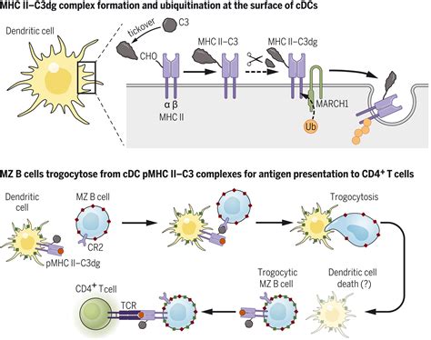 Dendritic Cells Antigen Presentation