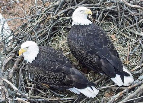 Bald eagles thrive in NJ. But they still face dangers | NJ Spotlight News