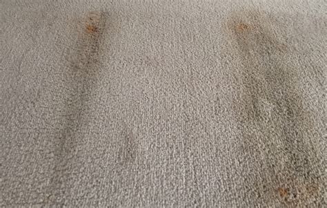 Do Wet Carpets Cause Mold 5 Grim Things You Should Know