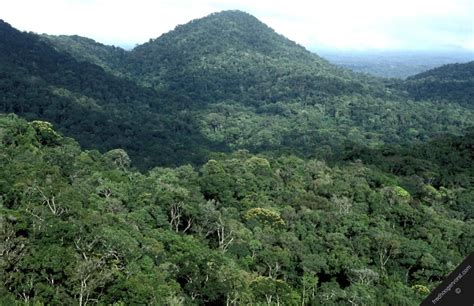 Photo #25089: french guiana guianas nouragues natural forest reserve nature trees canopy ...