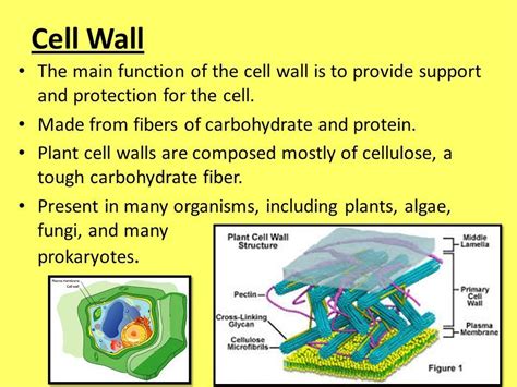 [DIAGRAM] Diagram Of A Cell Wall - MYDIAGRAM.ONLINE