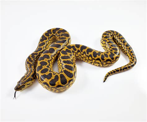 Yellow Anaconda Care Sheet | Fisher Reptiles