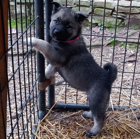 Norwegian Elkhound Puppies For Sale