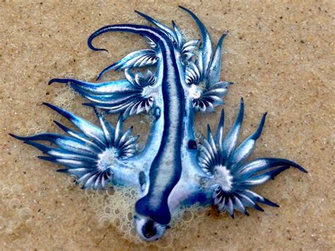 Sea Dragon, Blue Dragon, Weird Creatures, Ocean Creatures, Glaucus Atlanticus, Amazing Animal ...