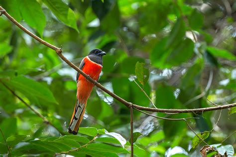 Thattekad Bird Photography Tour | The Outback Experience