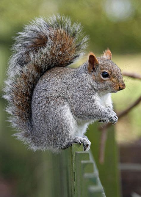 470 Squirrels & acorns ideas in 2021 | squirrel, pet birds, cute squirrel