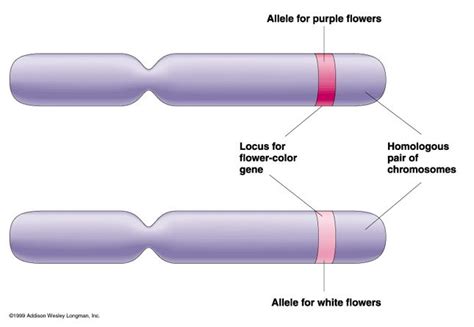 Locus: the location of a gene on a chromosome | 2014 Science Olympiad ...