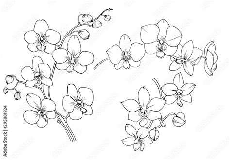 Orchids Drawings Black And White