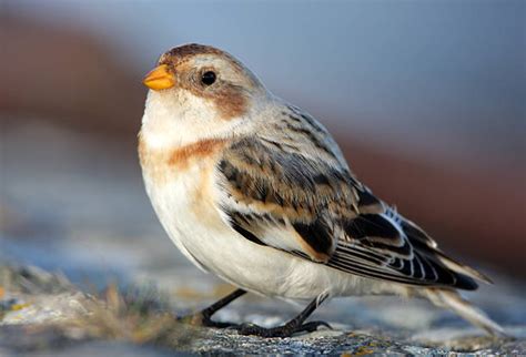 Snow Bunting Stock Photos, Pictures & Royalty-Free Images - iStock