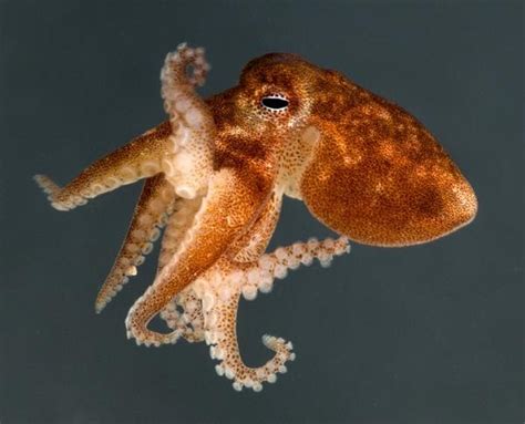 Everything Octopus: Species: Octopus Wolfi, The World's Smallest Octopus