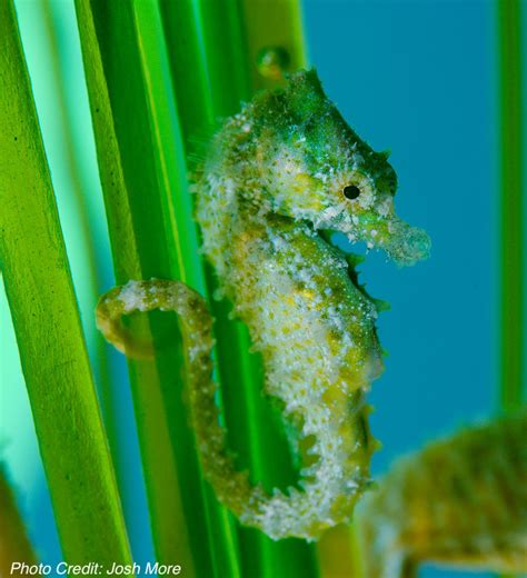 Dwarf Seahorse (Hippocampus zosterae) - ANGARI Foundation