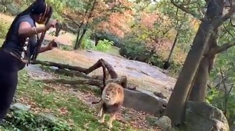 Woman Climbs Into Exhibit at Bronx Zoo, Appears to Taunt Lion – NBC New York