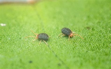 A Guide to Clover Mites Identification & Prevention - Phenom Pest Control