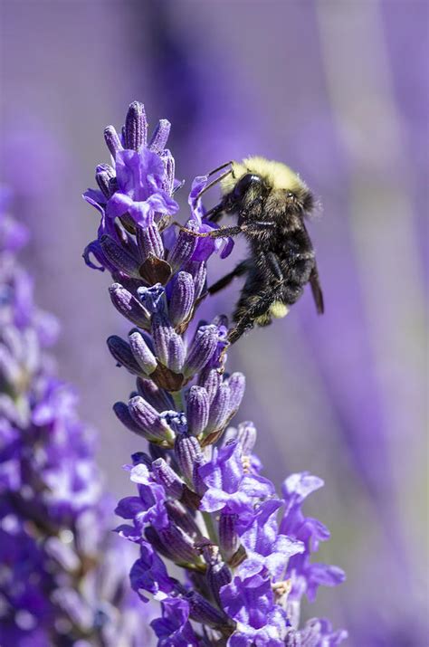 Lavender With Bee Photograph by John Trax - Fine Art America