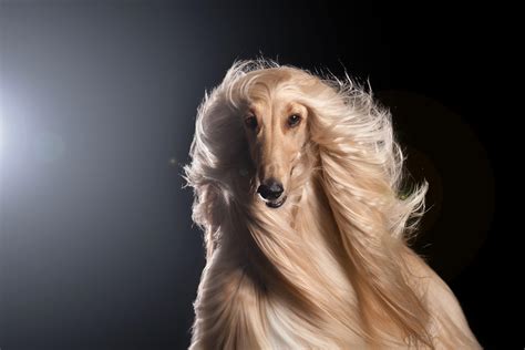 Why I Love the Afghan Hound - Woofline Pets