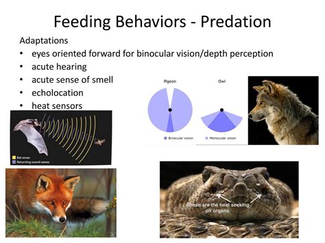 Animal Behavior. - ppt download