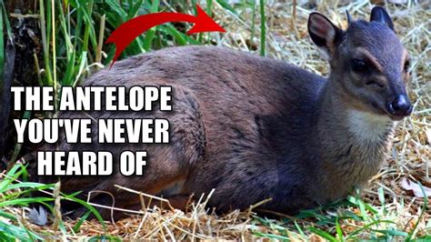 Blue Duiker Facts: the SMALLEST Antelope? | Animal Fact Files - YouTube