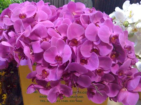 Magenta phaleanopsis orchids | Orchids, Plants, Magenta