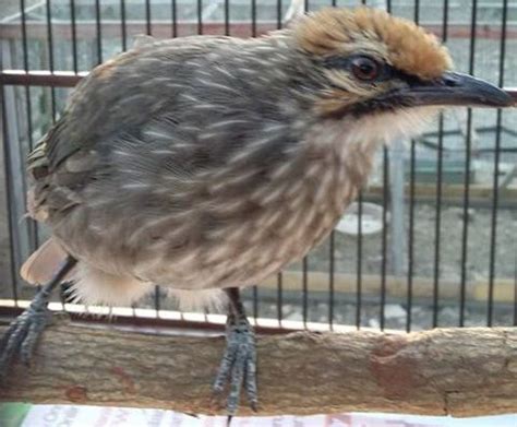 Burung Cucak Rowo - Indukan yang Membuang Anakan atau Telrnya Apa Penyebabnya? - Penangkaran ...