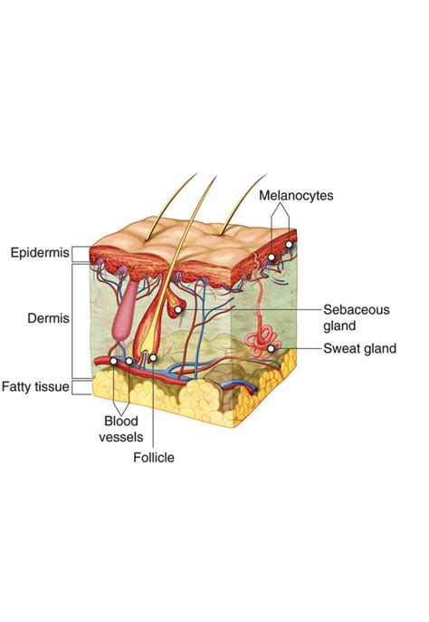 Organs Of The Integumentary System