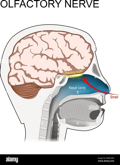 Olfactory bulb nasal cavity Stock Vector Images - Alamy