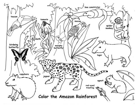 Draw an Amazon Rainforest | Amazon rainforest animals, Rainforest ...