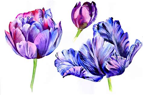 Purple tulip watercolor flowers PNG