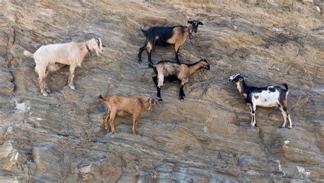 15 Must Know Facts About Mountain Goats (2023)