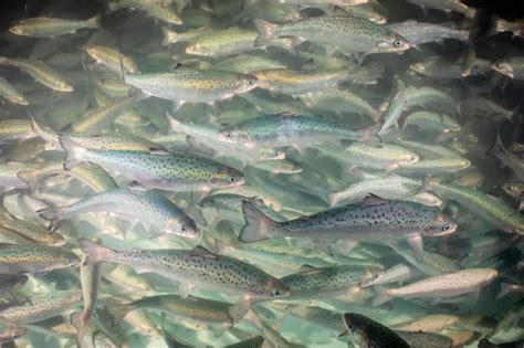 Nearly $1.2 Million in Funding Will Support Atlantic Salmon Habitat Restoration | NOAA Fisheries