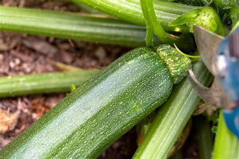 How Do I Know When To Pick My Zucchini