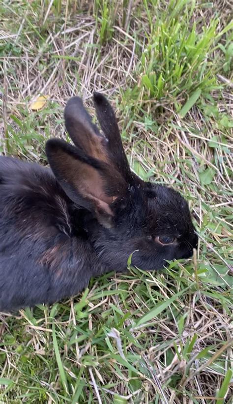 This is the smol-est bunny I’ve ever seen : r/Rabbits