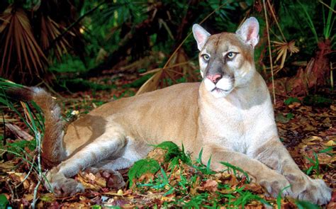 Florida Panther | Endangered Species Coalition