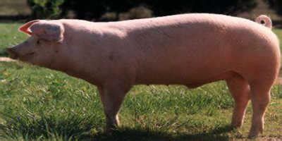 Breeds of Iberian Pigs. ¡LEARN MORE about SPANISH PORK BREEDS!