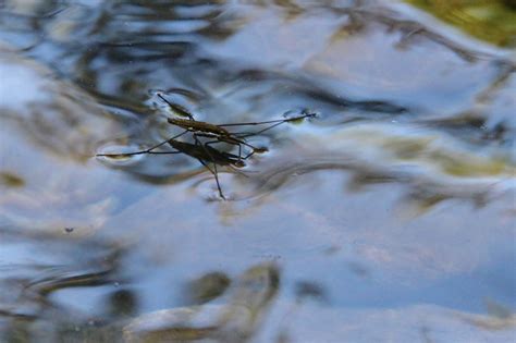 Water striders walk on water – Naturally North Idaho