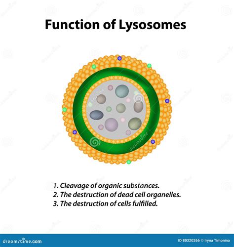 Struktur Und Funktion Von Lysosomen Infographics Vektorillustration Auf ...