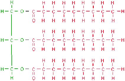 Lipids - BIOLOGY4ISC