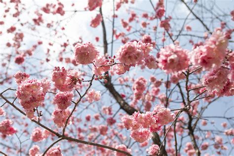 春天盛开桃花花枝自然风景摄影图高清摄影大图-千库网