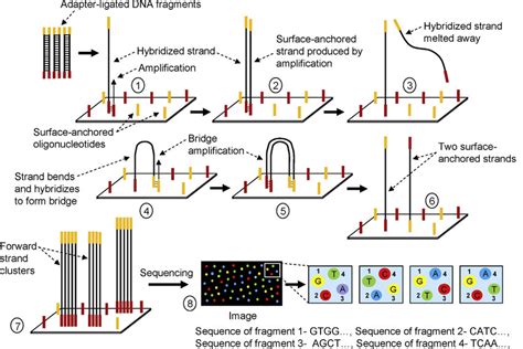 3 Principles of Illumina Solexa sequencing. The DNA-sequencing library ...