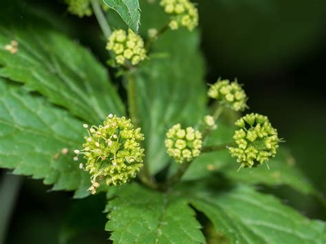 Monticello Park Plants - Clustered Black Snakeroot