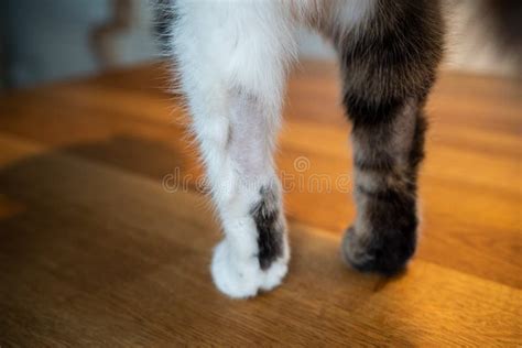 Bald spot on cat legs fur stock photo. Image of bald - 205021114