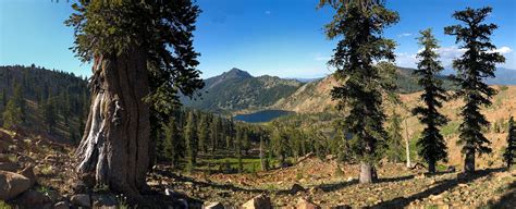 The Klamath Mountains: A Natural History - Michael Kauffmann