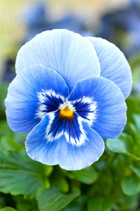 Blue Pansy | Pansies flowers, Pansy flowers, Beautiful flowers