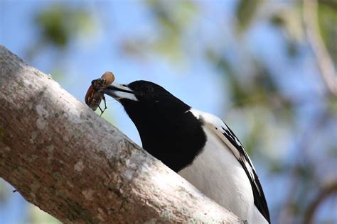 "Magpie Eating" by Redpopy | Redbubble