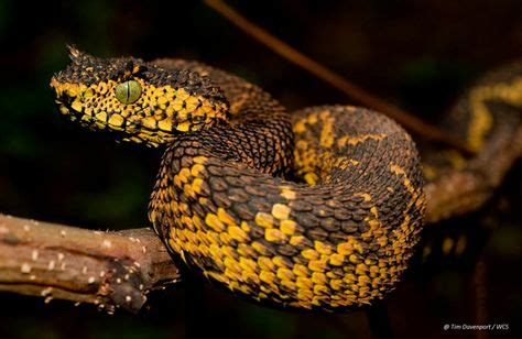 59 Best Viperidae ideas | viperidae, reptiles and amphibians, snake venom